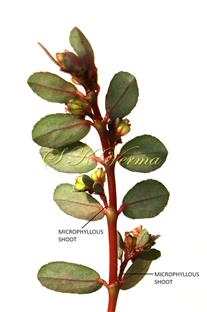  Plant with lateral  microphyllous shoots